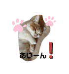 ふて猫ちくわ③（個別スタンプ：5）