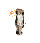 ふて猫ちくわ③（個別スタンプ：7）