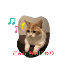 ふて猫ちくわ③（個別スタンプ：11）
