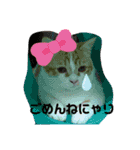 ふて猫ちくわ③（個別スタンプ：12）