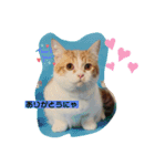 ふて猫ちくわ③（個別スタンプ：13）