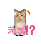 ふて猫ちくわ③（個別スタンプ：15）