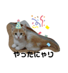 ふて猫ちくわ③（個別スタンプ：16）