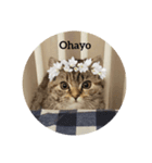 おしゃれまるちゃん。（個別スタンプ：5）
