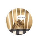 おしゃれまるちゃん。（個別スタンプ：7）