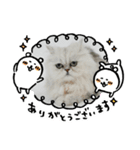 ちんちらーず（個別スタンプ：3）