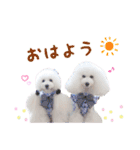 プリフラのステキな♡ハッピースタンプ（個別スタンプ：14）