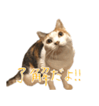 三毛猫の写真スタンプ～敬語編～（個別スタンプ：1）