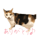 三毛猫の写真スタンプ～敬語編～（個別スタンプ：2）