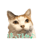 三毛猫の写真スタンプ～敬語編～（個別スタンプ：3）