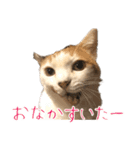 三毛猫の写真スタンプ～敬語編～（個別スタンプ：4）