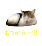 三毛猫の写真スタンプ～敬語編～（個別スタンプ：6）