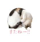 三毛猫の写真スタンプ～敬語編～（個別スタンプ：7）
