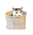 三毛猫の写真スタンプ～敬語編～（個別スタンプ：8）