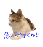 三毛猫の写真スタンプ～敬語編～（個別スタンプ：9）