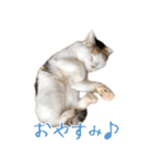 三毛猫の写真スタンプ～敬語編～（個別スタンプ：10）