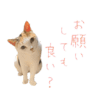 三毛猫の写真スタンプ～敬語編～（個別スタンプ：11）