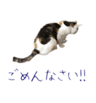 三毛猫の写真スタンプ～敬語編～（個別スタンプ：12）