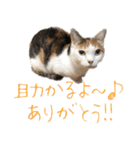 三毛猫の写真スタンプ～敬語編～（個別スタンプ：13）