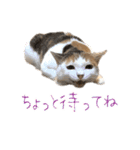 三毛猫の写真スタンプ～敬語編～（個別スタンプ：14）