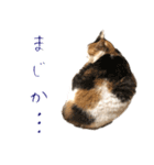 三毛猫の写真スタンプ～敬語編～（個別スタンプ：16）