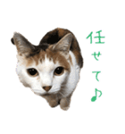 三毛猫の写真スタンプ～敬語編～（個別スタンプ：18）