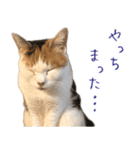 三毛猫の写真スタンプ～敬語編～（個別スタンプ：19）