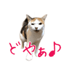三毛猫の写真スタンプ～敬語編～（個別スタンプ：20）