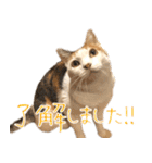 三毛猫の写真スタンプ～敬語編～（個別スタンプ：21）