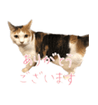三毛猫の写真スタンプ～敬語編～（個別スタンプ：22）