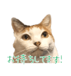 三毛猫の写真スタンプ～敬語編～（個別スタンプ：23）