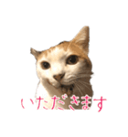 三毛猫の写真スタンプ～敬語編～（個別スタンプ：24）