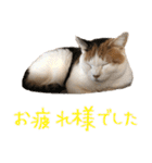 三毛猫の写真スタンプ～敬語編～（個別スタンプ：26）