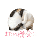 三毛猫の写真スタンプ～敬語編～（個別スタンプ：27）