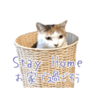 三毛猫の写真スタンプ～敬語編～（個別スタンプ：28）