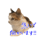 三毛猫の写真スタンプ～敬語編～（個別スタンプ：29）