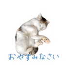 三毛猫の写真スタンプ～敬語編～（個別スタンプ：30）