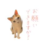 三毛猫の写真スタンプ～敬語編～（個別スタンプ：31）