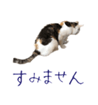 三毛猫の写真スタンプ～敬語編～（個別スタンプ：32）