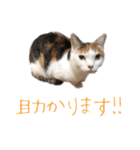 三毛猫の写真スタンプ～敬語編～（個別スタンプ：33）