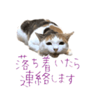 三毛猫の写真スタンプ～敬語編～（個別スタンプ：34）