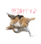 三毛猫の写真スタンプ～敬語編～（個別スタンプ：35）