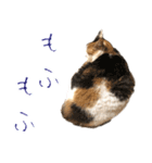 三毛猫の写真スタンプ～敬語編～（個別スタンプ：36）