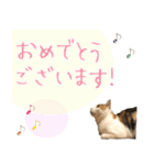 三毛猫の写真スタンプ～敬語編～（個別スタンプ：37）