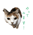三毛猫の写真スタンプ～敬語編～（個別スタンプ：38）