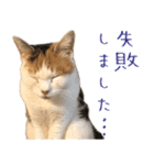 三毛猫の写真スタンプ～敬語編～（個別スタンプ：39）