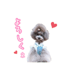 シルバープードルなな姫（個別スタンプ：9）