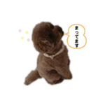 トイプーゆずちゃんスタンプ（個別スタンプ：4）