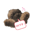 トイプーゆずちゃんスタンプ（個別スタンプ：7）