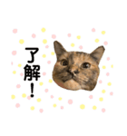 ひまわり〜〜！！（個別スタンプ：1）